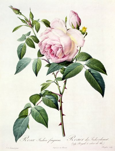 Rosa Indica Fragrans, grabado por Langlois, publicado por Remond de Pierre Joseph Redouté